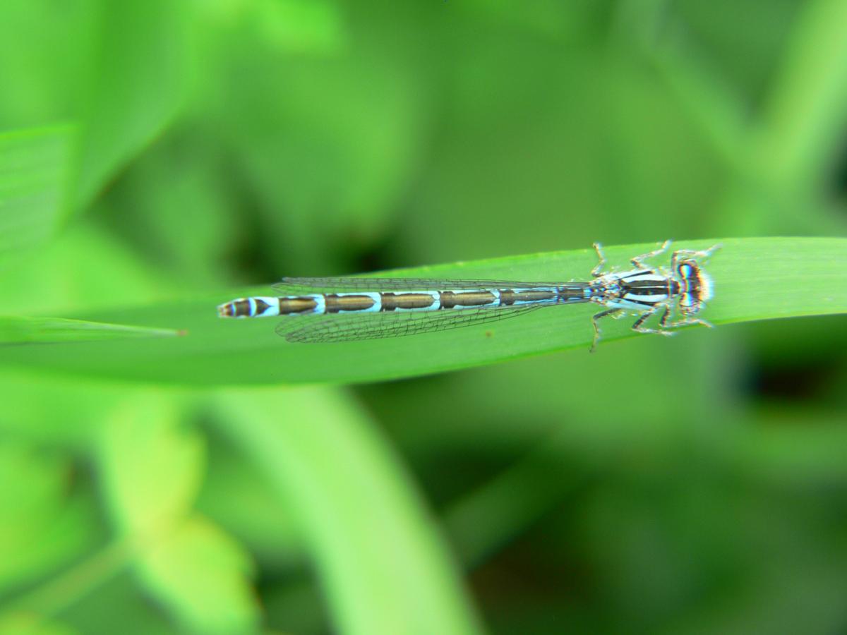 Platycnemis pennpes ?